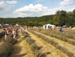 Levandulový festival